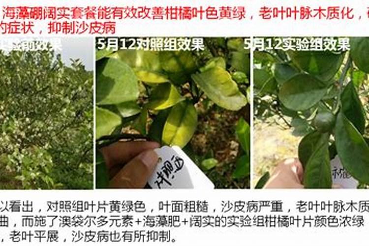 棉花施肥方案和配方