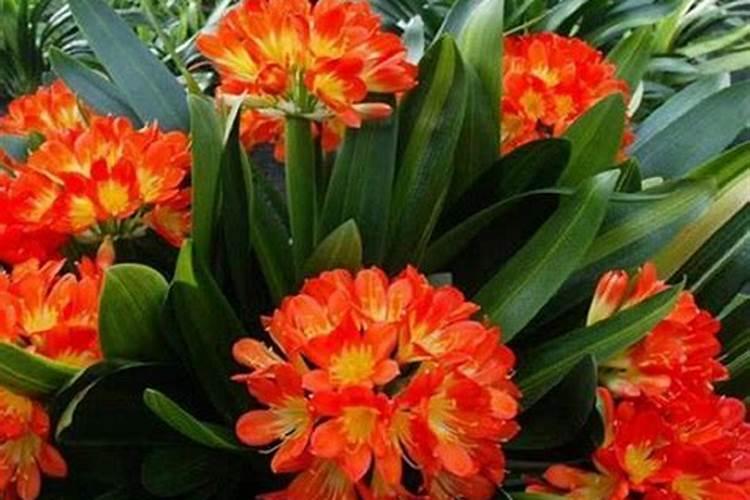 脲铵氮肥的肥效期多长