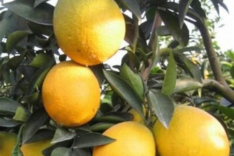 赣南脐橙四季该如何管理,赣南脐橙施肥要点