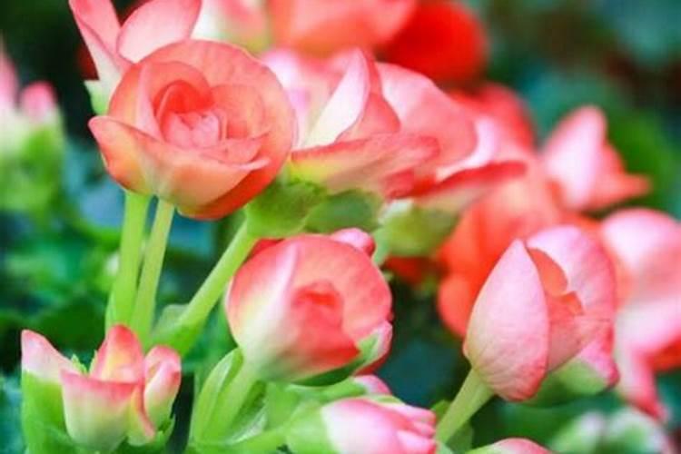 脱硫中的钙硫比是什么意思