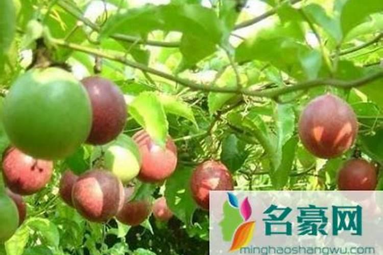 蝴蝶兰花蕾变黄,怎么办？