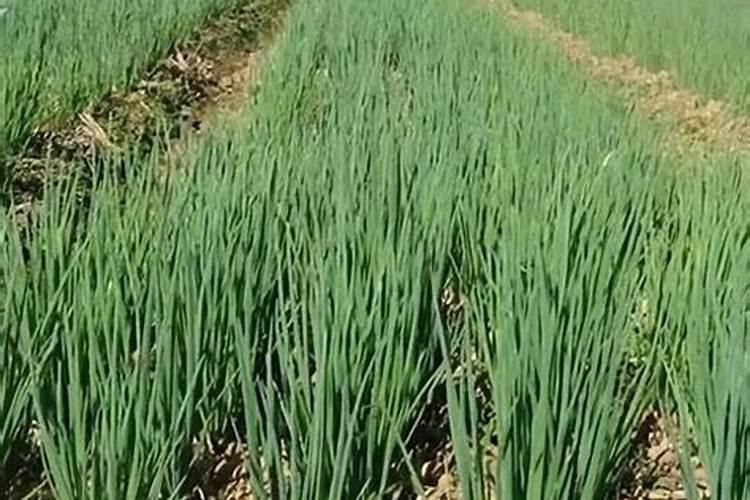 硼肥什么时候施肥最好