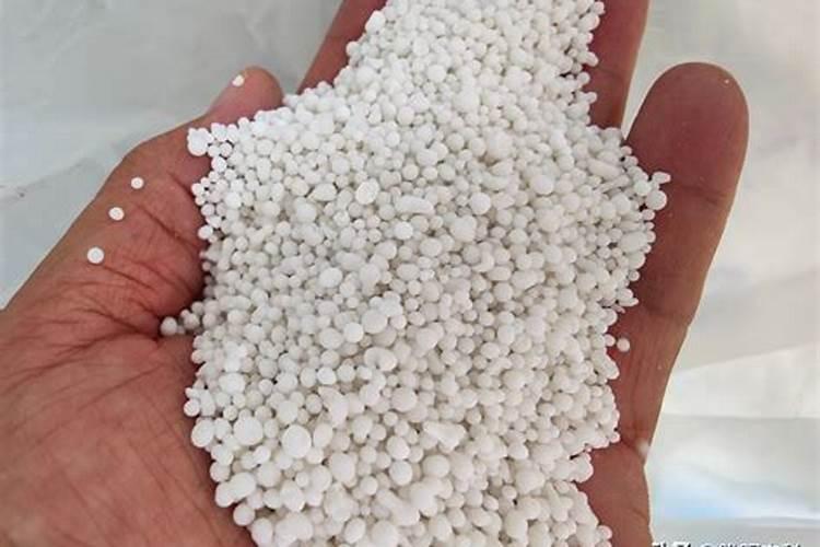 巨菌草在生长期间有哪些突出特点