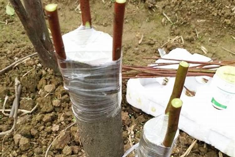 用于蔬菜的叶面肥可以用在果树上吗？