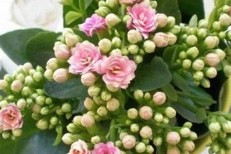 辣椒什么时候施用磷肥效果好？种植辣椒可以经常浇水吗？