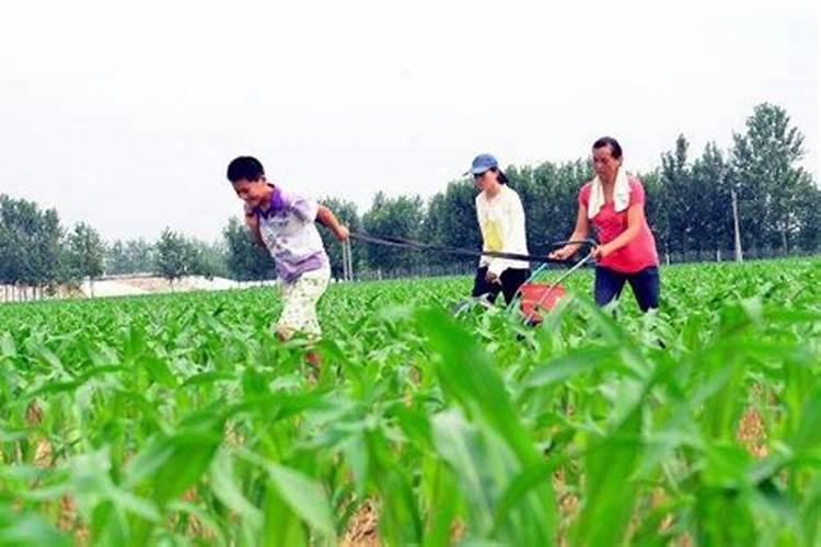 玉米地套种大豆怎样打除草剂