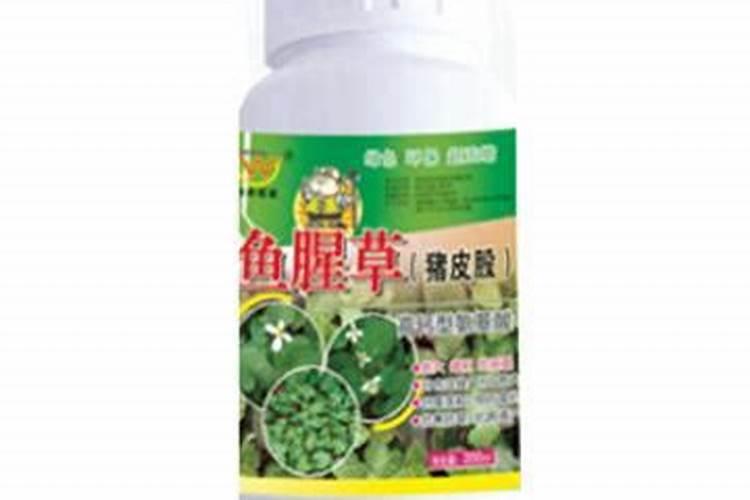 鱼腥草能晒太阳吗,鱼腥草怎么养长的好