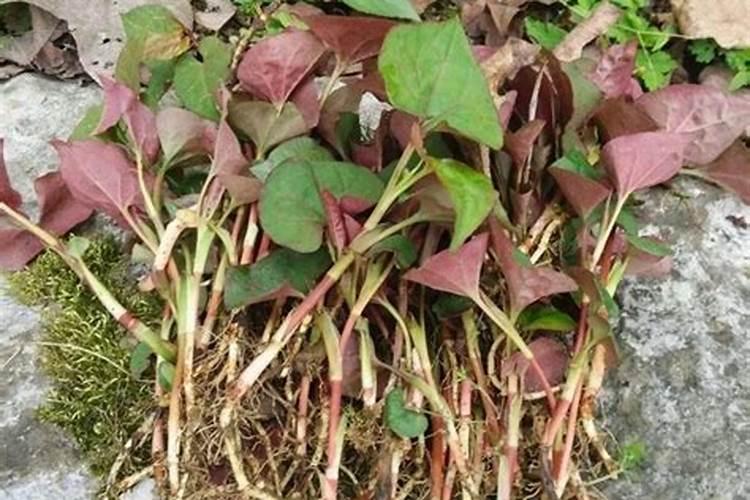 对于鱼腥草来说磷酸二氢钾用叶面肥好还是用根施好？