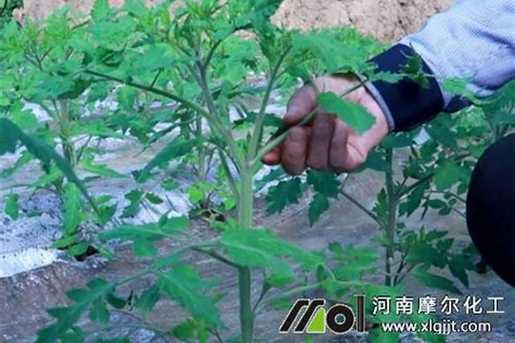 番茄生长要用几次硼肥