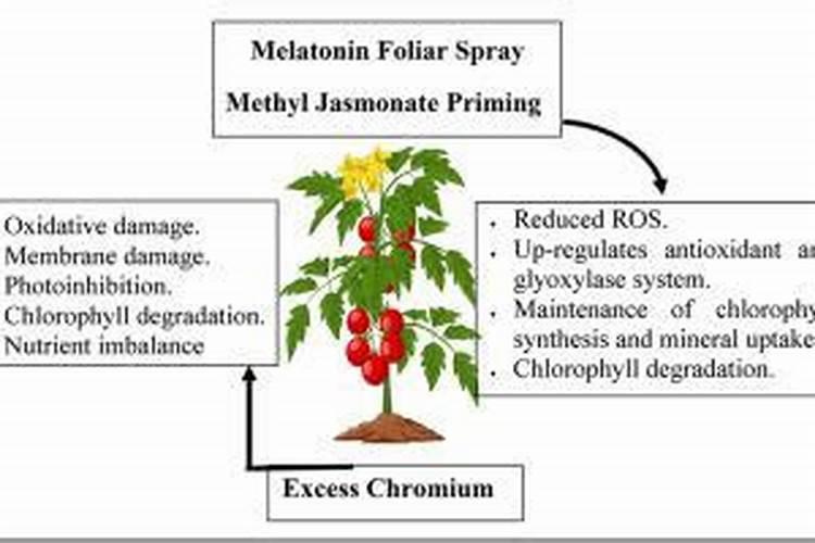 番茄上什么肥料产量高？番茄用什么叶面肥效果好？膨大素什么时间打？