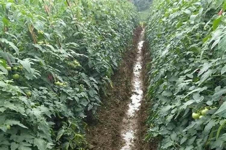 番茄卷叶病怎么治疗