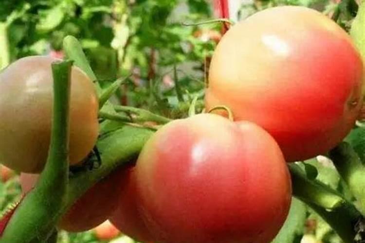 硼肥的作用及使用方法