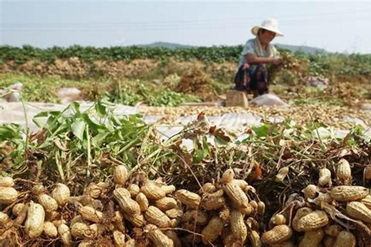 花生追钙肥什么时候最好？该如何进行追钙？