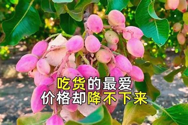小果树适合用什么样的肥料来施肥