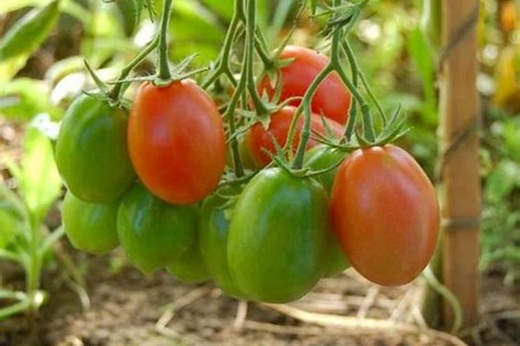 番茄施肥讲究多