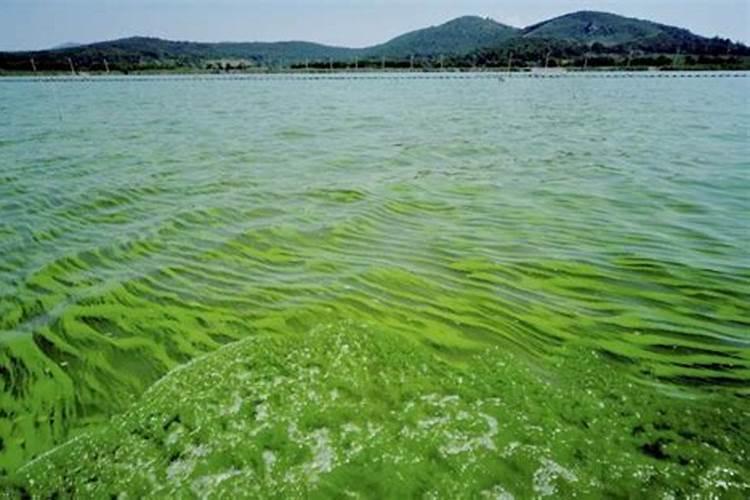 改善鱼池水质的方法。