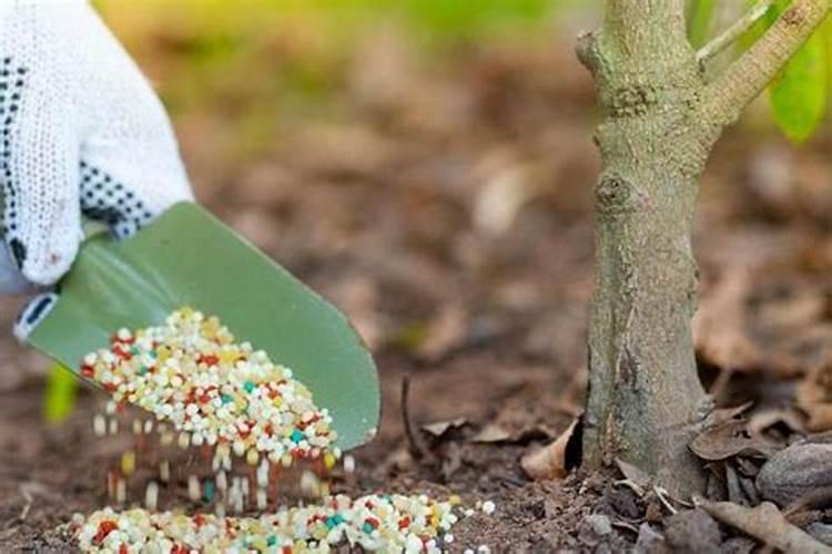 如何辨别海藻的真假