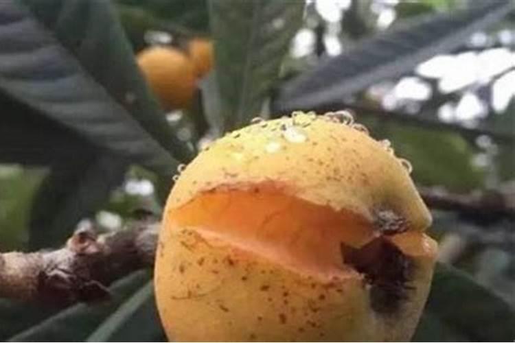 枇杷树釆完果后每颗树施多少要素,和磷肥？