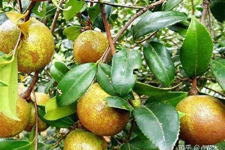 油茶树杀虫用什么药,油茶树用什么肥料比较好