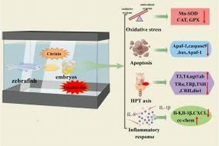杀菌药用过量了会对果树造成什么样的影响