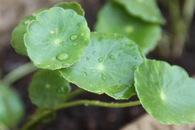 柑橘常采用的树形为自然圆头形和自然开心形,多长时间修剪一次最...