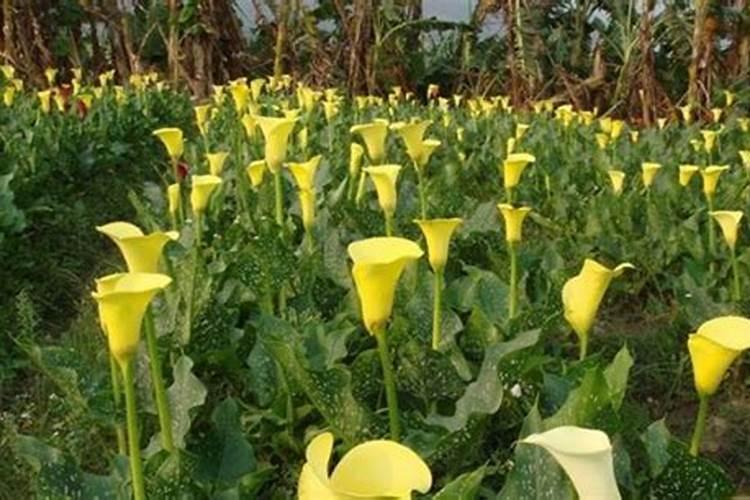 马蹄莲怎么施肥