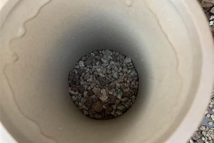 飘香藤花苞没开就掉了什么原因