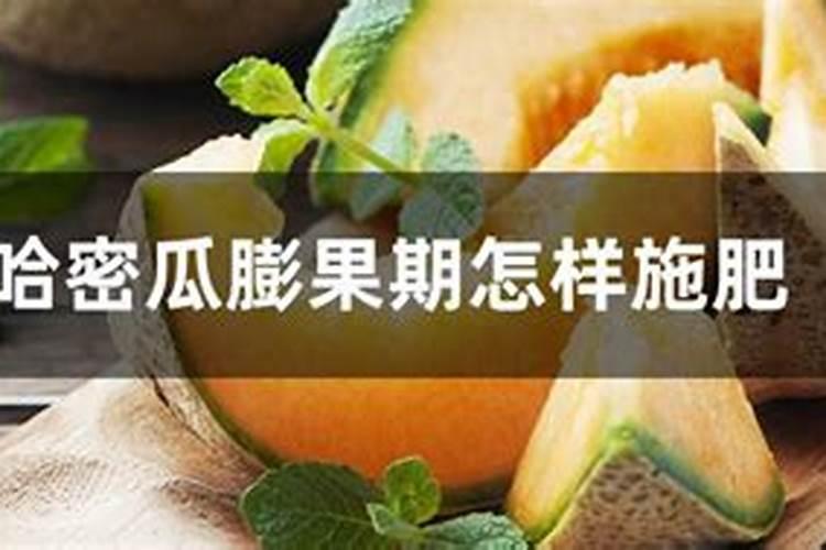 哈密瓜施肥时间,哈密瓜特点和方法