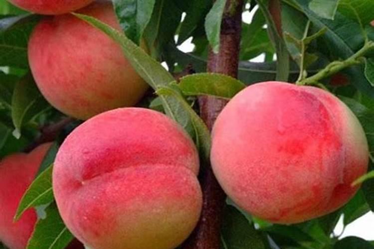 为什么种植油菜要增施硼肥？硼肥的功效有哪些？