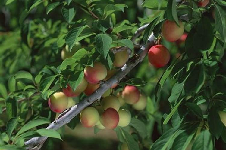 钙镁磷肥能和豆粕混用吗？