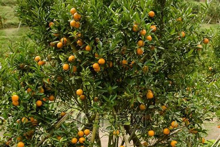 盆栽橘子树上什么样的肥料最好？