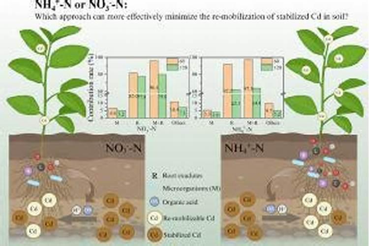 甜杆高粱怎么播种 甜杆高粱如何播种