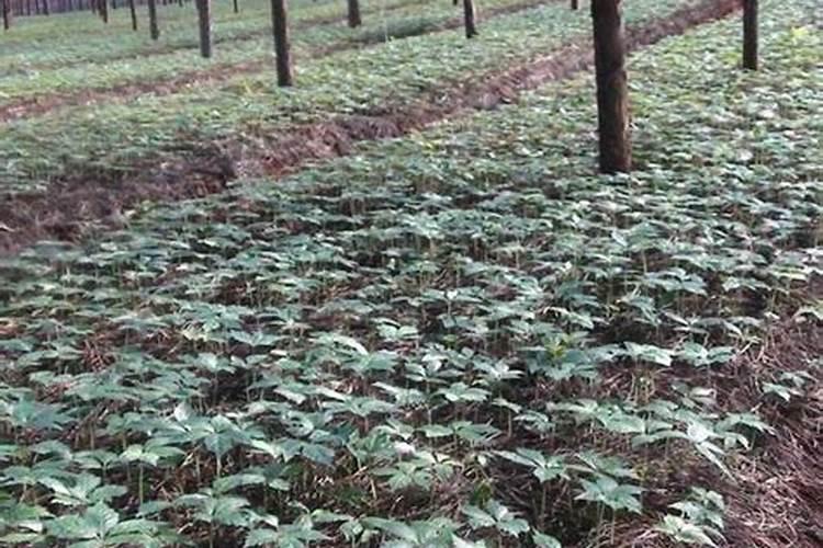 户太八号葡萄6月初能施高氮肥