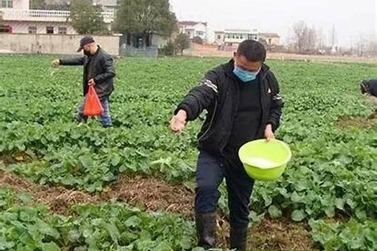 油菜后期怎样用菌肥？