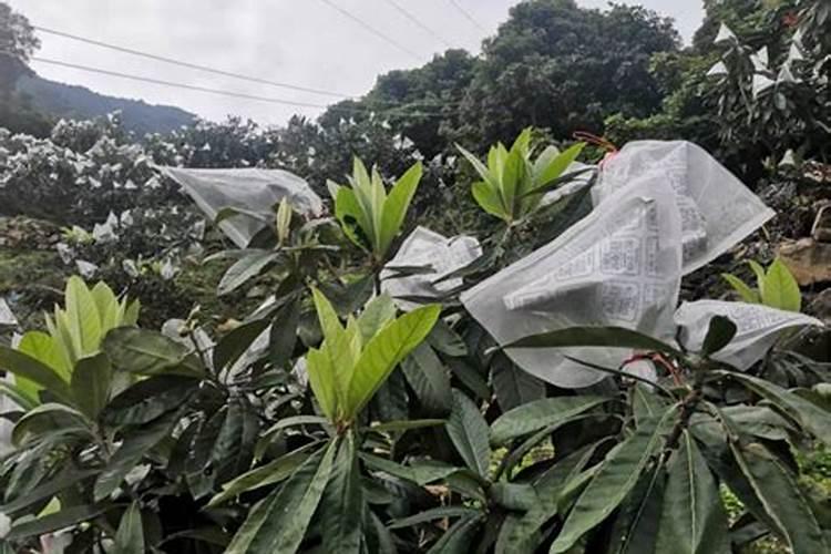 枇杷套袋喷磷酸二氢钾果面长果锈吗