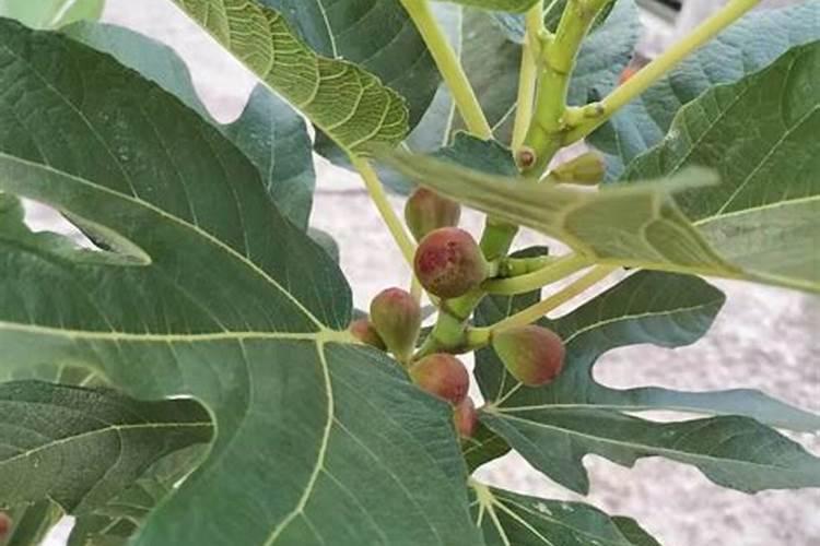 种玉米控释肥一定比复合肥好？别花“冤枉”钱,两者有哪些区别？