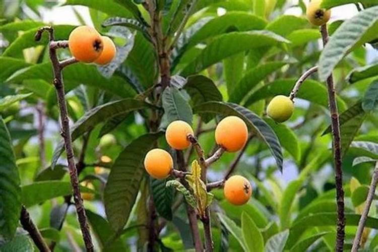 山西化肥厂天脊集团是国企吗