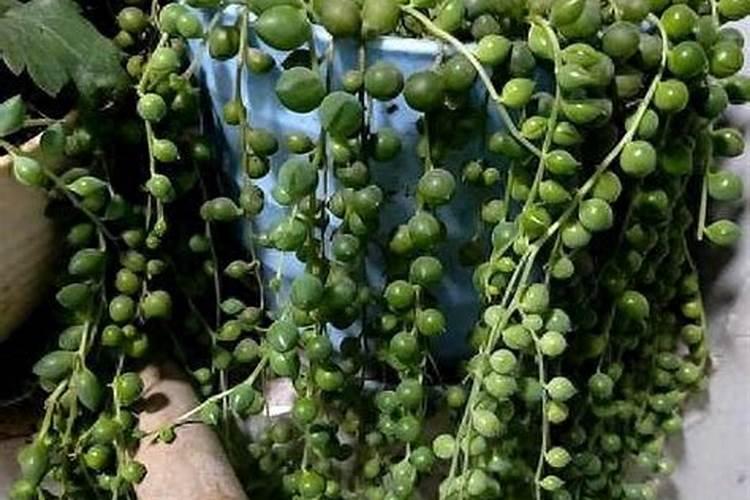 佛珠吊兰用什么肥