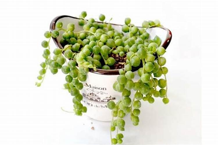 佛珠吊兰的养殖方法