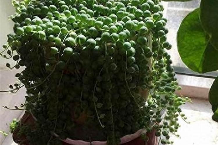 佛珠吊兰的养殖方法