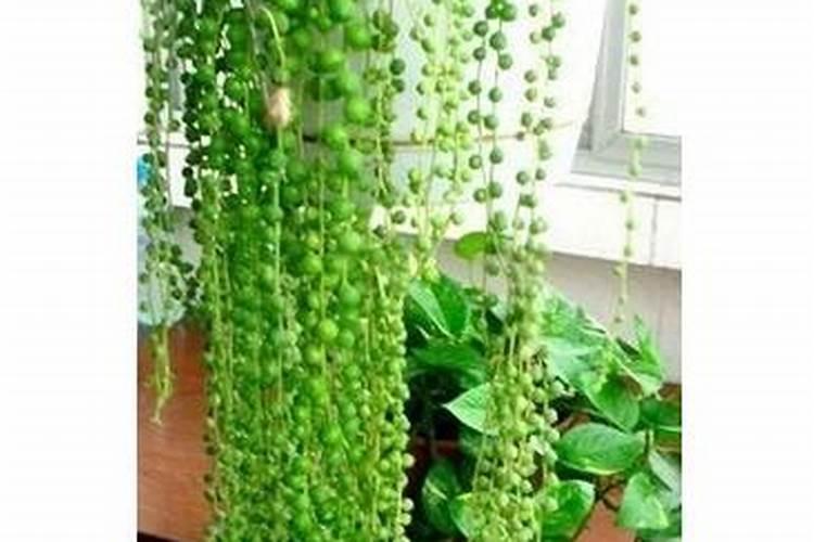 佛珠吊兰的养殖方法和注意事项