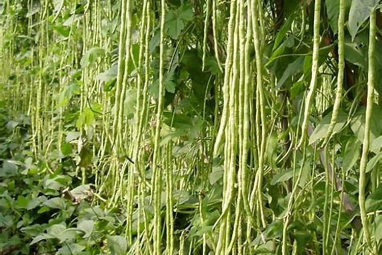 小麦追肥用尿素还是复合肥好