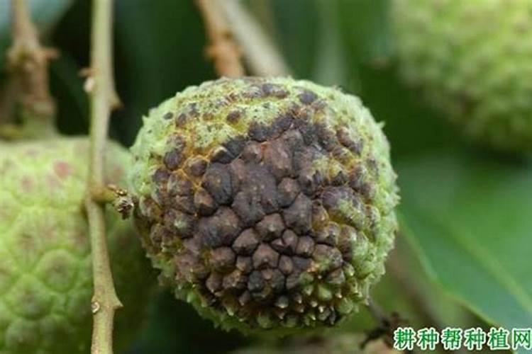 荔枝树有哪些病虫害及综合防治方法？