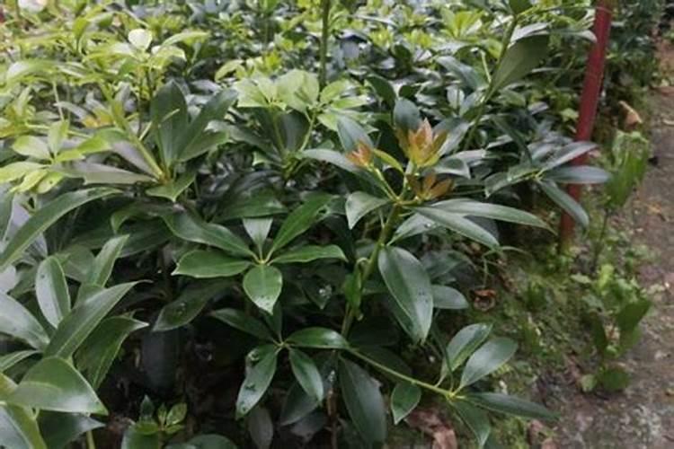 八角树施什么肥料才不、落花,结果又多呢,谢射。
