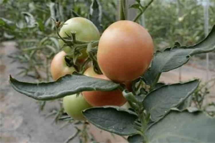 西红柿膨果慢,转色难。原因到底出在哪？