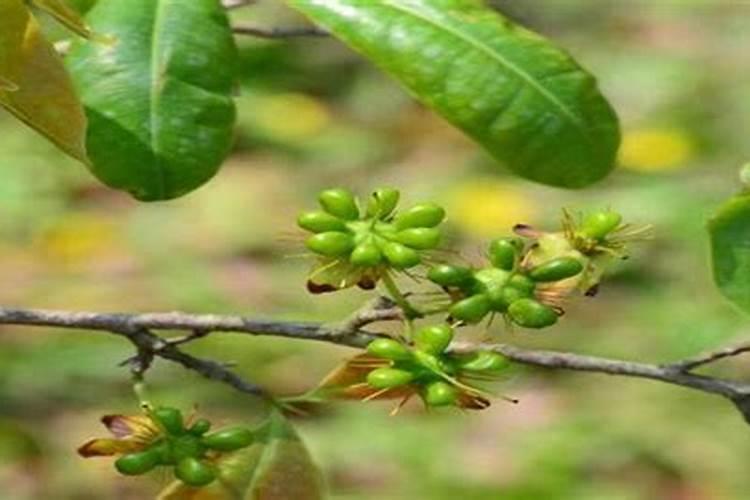 种花菜用什么肥料最好
