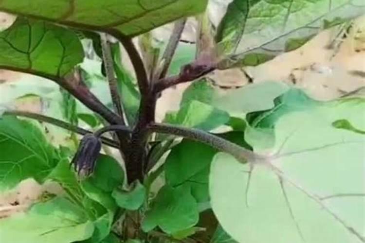 茄子栽培过程中小苏打的使用方法是怎样的