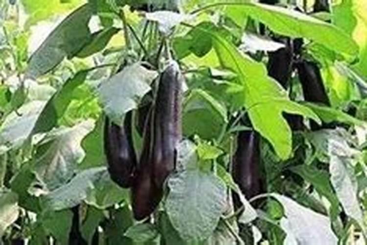 茄子需要什么肥料,茄子怎么施肥好？