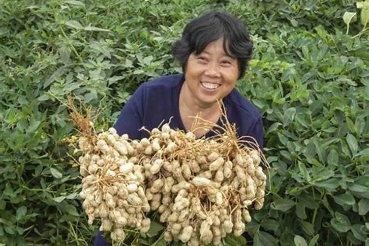 花生打叶面肥最佳时机
