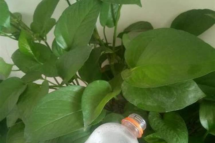 绿萝上什么肥料比较好？